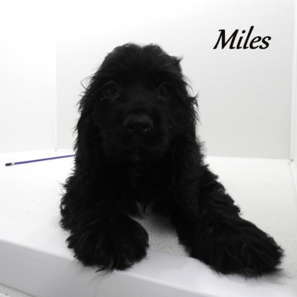 puppy, for, sale, Cocker Spaniel, Joe & Cherri  Overlease, dog, breeder, Miller, MO, dog-breeder, puppy-for-sale, forsale, nearby, find, puppyfind, locator, puppylocator, aca
